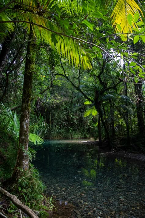 Daintree National Park, Daintree Rainforest Australia, Aus Travel, Australian Rainforest, Homemade Water Fountains, Scuba Diving Australia, Daintree Rainforest, Burnt Sugar, Port Douglas