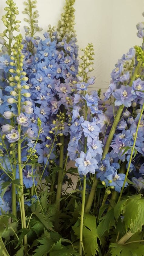 Delphinium Flower Aesthetic, Larkspur Flower, Delphinium Flowers, Stock Flower, Flowery Wallpaper, Nothing But Flowers, Flower Therapy, Delphinium, Exotic Flowers