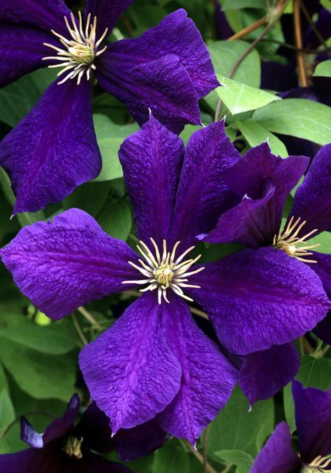 classic dark purple clematis Climbing Hydrangea Vine, Growing Clematis, Planting Bulbs In Spring, Hydrangea Vine, Clematis Jackmanii, Moss Phlox, Salvia Plants, Coral Bells Heuchera, Autumn Clematis