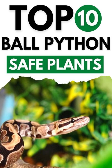 Best Plants for Ball Python Reptile Safe Plants, Snake Terrarium Ball Python, Ball Python Habitat, Bioactive Ball Python Enclosure, Ball Python Bioactive Enclosure, Snake Enclosure Ideas Ball Python, Bioactive Ball Python Enclosure Ideas, Snake Tank Setup Ball Python, Snake Terrarium Ideas Ball Python