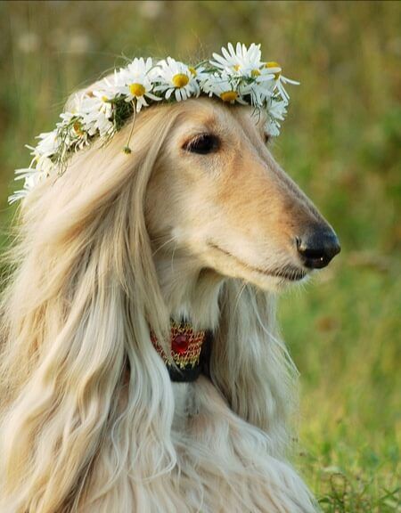 15 Amazing Facts About Afghan Hounds You Probably Never Knew | Page 5 of 5 | The Dogman Dogs Haircut, Hound Dog Breeds, Borzoi Dog, Long Haired Dogs, Hound Puppies, Rare Dogs, Dog Haircuts, Haircut Style, Fancy Dog