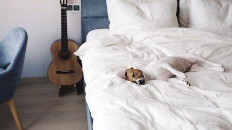 Neutral Comforter, Affordable Bedding Sets, Bedroom Throw, Linen Bed Sheets, Cool Comforters, Neutral Bedding, Best Sheets, Best Duvet Covers, Covered Dog Bed