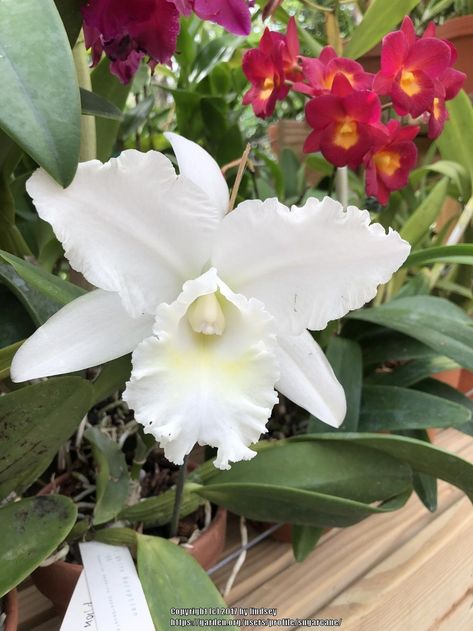 Orchid Cattleya, White Reception, 5 Image, Botanical Gardens, White Flowers, Eden, Orchids, Plants, Flowers