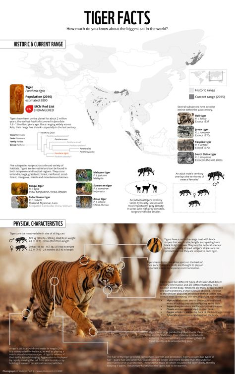 Wildlife Infographic, Scientific Poster Design, Tiger Species, Tiger Facts, Big Cat Family, Tiger Conservation, Scientific Poster, Zoo Architecture, Poster Competition