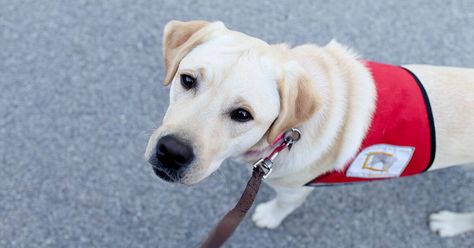 ADHD Service Dog: Benefits, Breeds, and How to Apply Psychiatric Service Dog, Reactive Dog, Emotional Support Dog, Therapy Dog, Therapy Animals, Support Dog, Executive Assistant, Calm Dogs, Dog People