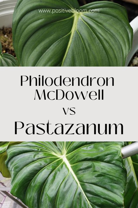 Check this article and read our detailed analysis of Philodendron McDowell vs Pastazanum to help you distinguish these lovely Philodendrons! Philodendron Mcdowell, Philodendron Pastazanum, Peperomia Plant, Alocasia Plant, Calathea Plant, Zz Plant, Prayer Plant, Pothos Plant, Jade Plants