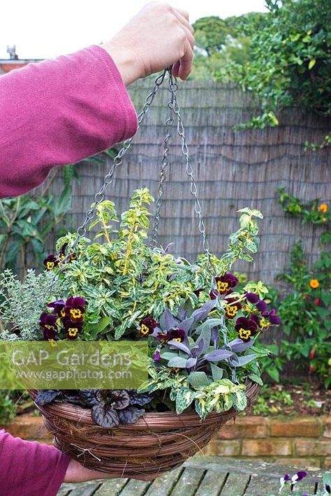 An autumn and winter interest hanging basket, with Salvia officinalis 'Tricolor', Euonymus fortunei 'Golden Harlequin', Thymus vulgaris 'Silver Posie' and Ajuga reptans 'Caitlin's Giant'. Winter Hanging Baskets, Euonymus Fortunei, Christmas Hanging Baskets, Winter Pots, Ajuga Reptans, Thymus Vulgaris, Plants Uk, Hanging Gardens, Salvia Officinalis