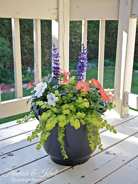 pretty planters, container gardening, flowers, gardening White Impatiens, Purple Salvia, Porch Flowers, Container Garden Design, Creeping Jenny, Container Gardening Flowers, Meteor Garden 2018, Flower Pots Outdoor, 강아지 그림