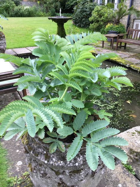 Melianthus major - wonderful in large containers Melianthus Major, Wet Garden, Hammock Area, Sanctuary Garden, Live Earth, Plant Inspiration, Tropical Garden Design, Outdoor Plant, Garden Items