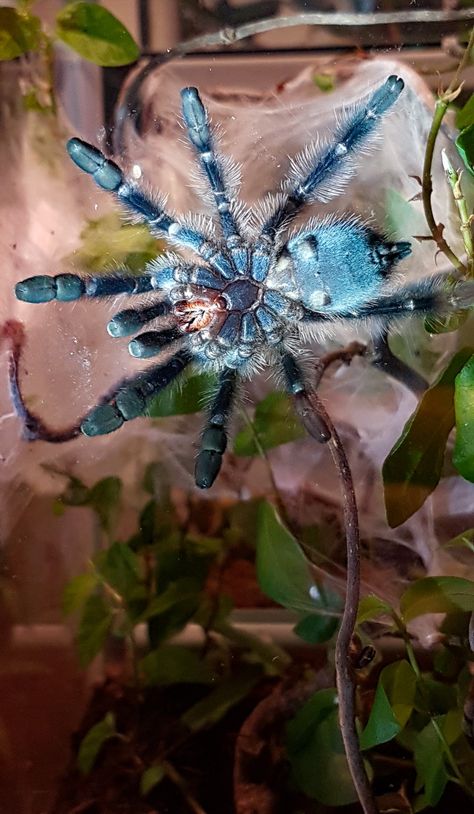 Caribena versicolor juvenile Caribena Versicolor Tarantula, Pink Toes, Ordinary Girls, Fluffy Hair, Spiders