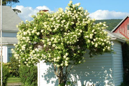 Hydrangea Grandiflora, Fast Growing Privacy Shrubs, Bobo Hydrangea, Hydrangea Tree, Shrubs For Privacy, Hydrangea Shrub, Tall Shrubs, Panicle Hydrangea, Limelight Hydrangea