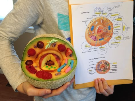 Edible Animal Cell made from a Cantaloupe, Strawberries, Grapes, Raspberries, Nerds, Gummy Worms, Big League Chew and Fruit Roll-up Edible Animal Cell, Edible Cell Project, 3d Animal Cell, Plant Cell Project, Edible Cell, Cell Model Project, Plant Cell Model, Animal Cell Project, Cell Diagram