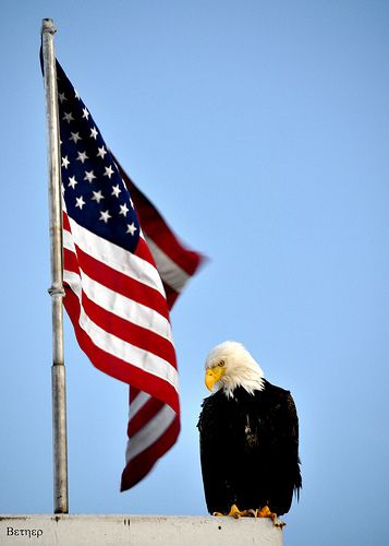 The American Flag, Made My Day, Home Of The Brave, Land Of The Free, An Eagle, Still Standing, The Brave, The Flag, My Day