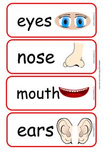 Flashcards – English Treasure Trove Body Parts Flashcards, School Library Book Displays, Body Parts Preschool Activities, Body Parts For Kids, Montessori Math Activities, English Flashcards, Emotions Preschool, Teach English To Kids, Body Parts Preschool