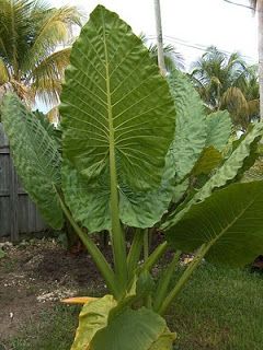 Alocasia elephant ears point straight upward. They are different from Colocasia elephant ears, which droop more and the the tip of the leaves aim downward. Alocasia needs part sun. Elephant Ears Garden, Southern Living Plant Collection, Southern Living Plants, Alocasia Plant, Elephant Ear Plant, Plant Tags, Elephant Ears, Garden Care, Tropical Landscaping