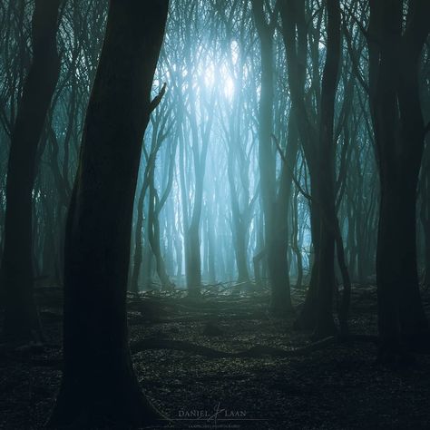 Daniel Laan (@laanscape) • Instagram photos and videos Place Reference, Moody Nature, Dark Naturalism, Forbidden Forest, Film Story, Forest Aesthetic, Dark Green Aesthetic, About Myself, Forest Art