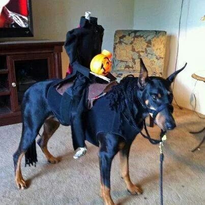 Doberman dressed up for Halloween Doberman Photography, Doberman Pinscher Funny, Doberman Funny, Cute Dog Costumes, Puppy Facts, Doberman Love, Sequoia Tree, Pinscher Dog, Doberman Puppy