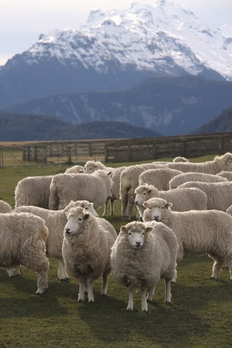 Classic New Zealand Scenery New Zealand Countryside, New Zealand Farm, New Zealand Sheep, Sheep Pasture Aesthetic, Sheep In Meadow, Ireland Sheep Farm, New Zealand Sheep Farm, Nz Travel, New Zealand Houses