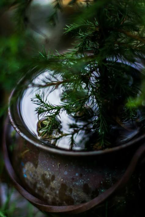 Woods Witch, Magical Cottage, Witch Life, Growing Rosemary, Peaceful Garden, Terrasse Design, Nature Witch, Cottage Witch, Light Photo