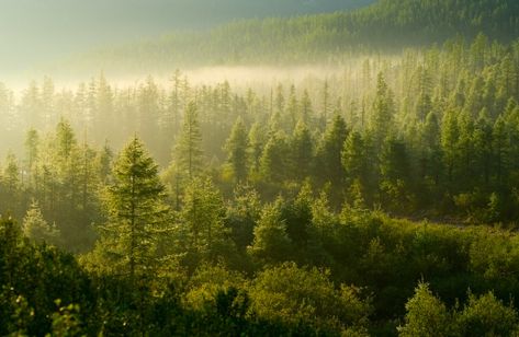 Evergreen Forest, Forest Road, Most Beautiful Animals, Tree Forest, American Pitbull Terrier, Pine Forest, Tree Tops, Birds Eye View, Green Trees