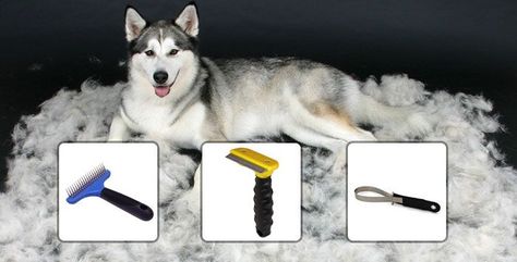 Husky Care, Husky Grooming, My Husky, Husky Mix, A Husky, Rottweiler Puppies, Like A Cat, Husky Puppy, Wolf Dog