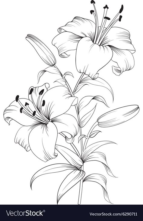 Day Lilies Drawing, White Lily Sketch, Easter Lilies Drawing, How To Draw A Tiger Lily Step By Step, Flower With Leaf Drawing, Tiger Lily Outline, Flower Vector Image, Tigerlily Drawing, Day Lily Drawing