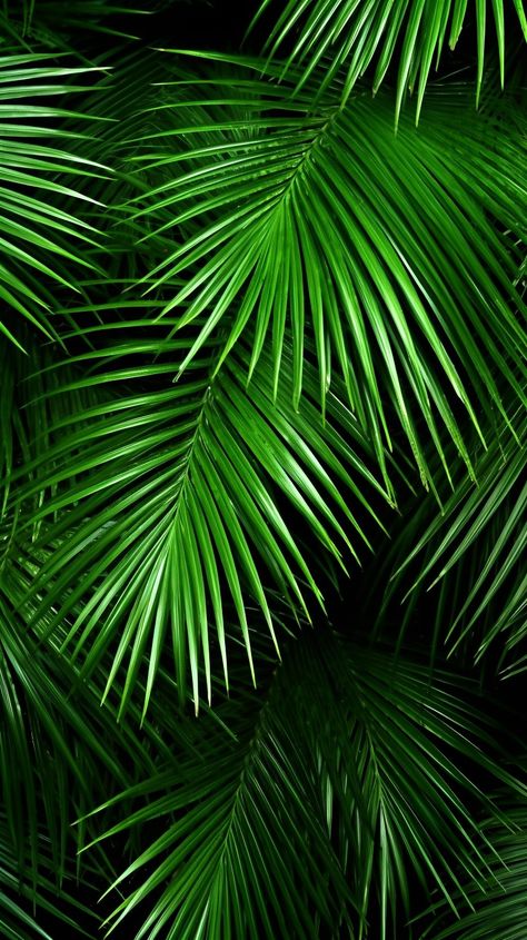 Palm tree leaves mobile phone wallpaper - by OpalDesigns. Palm Leaf Wallpaper Iphone, Palm Tree Leaves Wallpaper, Green Palm Leaf Wallpaper, Leaves Phone Wallpaper, Palm Leaf Background, Palm Leaves Background, Palm Phone, Tree Leaf Wallpaper, Banaue