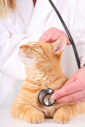 Cardiology Fun Fact: Did you know that a cat’s heart beats at 110 to 140 beats a minute? That’s nearly  twice as fast as a human heart! #GCVS #cats #heart Vet Aesthetic, Cat Vet, Soft Paws, Med Vet, Vet School, Pet Vet, Vet Med, A Vet, Cat Parenting