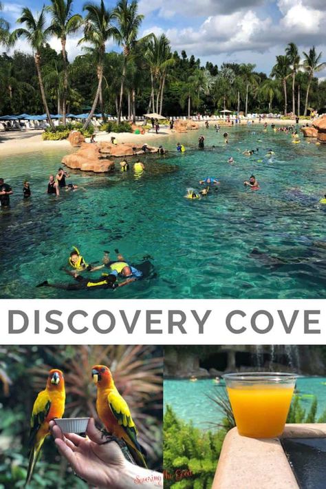 Discovery Cove Orlando Tips, Orlando Florida Things To Do, Discovery Cove Orlando, Orlando Florida Vacation, Florida Vacation Spots, Davenport Florida, Destin Florida Vacation, Swim With Dolphins, Florida Travel Destinations