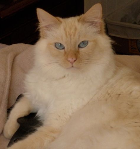 Flame Tip Siamese, Flame Point Siamese Kitten, Flame Point Cats, Flamepoint Siamese Cats, Siamese Flame Point, Flamepoint Siamese, Rag Doll Cats, Flame Point Siamese, Warrior Cat Ideas