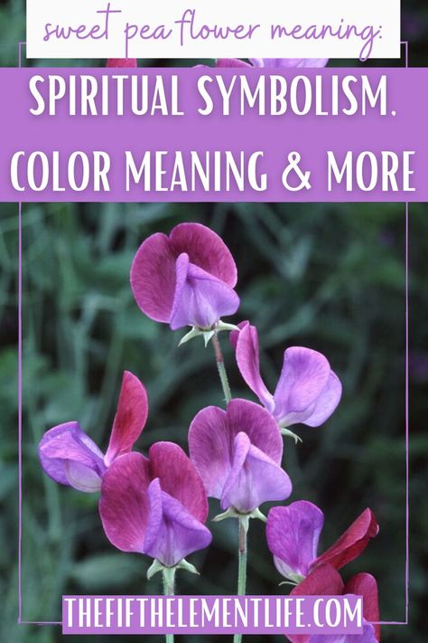 Sweet Pea Flower Meaning Ohana Tattoo, Sweet Pea Flower, Smelling Flowers, Sweet Pea Flowers, Flower Meanings, Pea Flower, Plant Guide, Color Meanings, Floral Scent