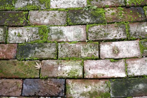 Reference - moss-covered wall. Moss On Brick Wall, Moss Reference, Gcse Sketchbook, Mansion Exterior, Old Brick Wall, Scene Painting, Moss Covered, Group Project, Moss Garden