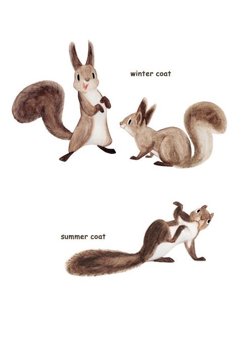 Squirrel Illustration, Squirrel Art, Animal Doodles, Cute Squirrel, Red Squirrel, 캐릭터 드로잉, Animal Sketches, Character Design Animation, Squirrels