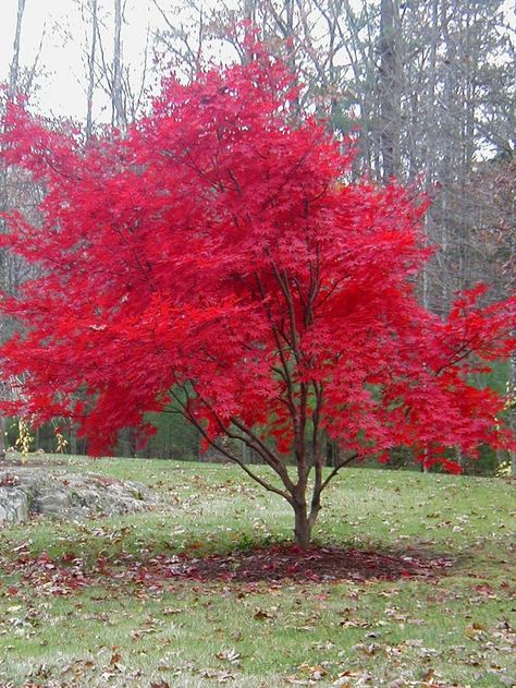 Japanesse Maple Tree [for the front yard] Small Landscape Trees, Japanese Red Maple, Trees For Front Yard, Red Maple Tree, Japanese Maple Tree, Red Tree, Red Leaves, Maple Tree, Japanese Maple