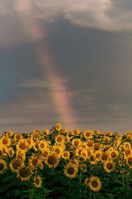 . Sunflower Iphone Wallpaper, Sunflower Pictures, Sunflower Wallpaper, Flowers Yellow, Sunflower Field, Have Inspiration, Wedding Garden, Sunflower Fields, Yellow Aesthetic