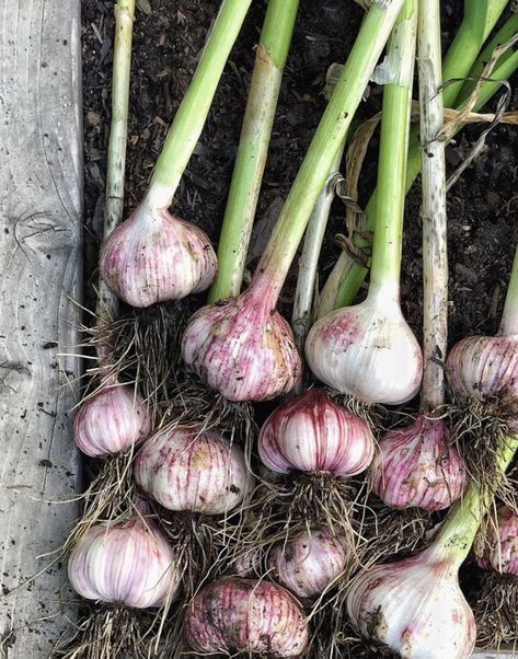 Garden Garlic, Garlic Harvest, Tanaman Tomat, Garlic Garden, Harvesting Garlic, California Backyard, Winter Veggies, Seed Starter Kit, Growing Garlic