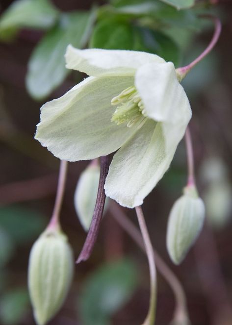 Winter flowering clematis bring cheer to the garden in the dullest months. These are hardy enough to grow outside in the UK in winter, and flower from November to February. These evergreen climbers can be grown through other plants, such as climbing or rambling roses, where they extend the season of colour and interest, flowering when the rose is dormant. Winter Flowering Clematis, Clematis Companion Plants, Evergreen Clematis, Rambling Roses, Climbing Clematis, Evergreen Climbers, Pink Mink Clematis, Clematis Cirrhosa, Clematis Terniflora