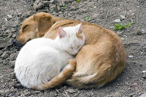 Sleepy Animals, Image Chat, Animals Friendship, Cat Sleeping, Sleeping Dogs, Funny Cat Pictures, Cat Nap, 귀여운 동물, Animals Friends