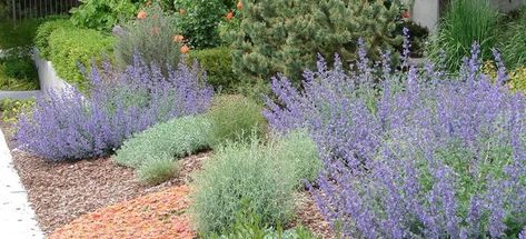 From landscaping rock to drought-tolerant plants, here are a few ways to reduce your yard's water consumption. Texas Native Plants Landscaping, Xeriscape Plants, Xeriscape Front Yard, Native Plant Landscape, Texas Landscaping, Xeriscape Landscaping, Texas Native Plants, Landscaping Rock, Drought Resistant Plants