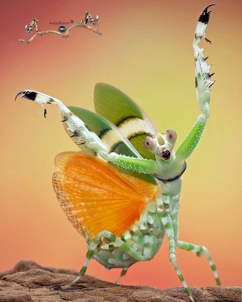 Pang Way on Instagram: “Banded Flower Mantis - Theopropus elegans Location : Malaysia Date : 17 . Feb . 2021 Canon 5D3 + 100mm F/2.8L + Yongnuo YN560 IV + wayfuser…” Flower Mantis, Mantis Religiosa, Funniest Pictures, Cool Insects, Bird People, Insect Photography, Beautiful Bugs, Praying Mantis, Arachnids