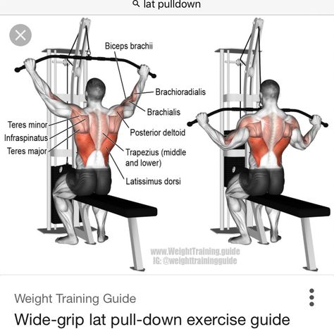 Lat pulldown machine Good Back Workouts, Biceps Brachii, Cable Workout, Lat Pulldown, Latissimus Dorsi, Muscle Gain, Workout Chart, Upper Body Strength, Biceps Workout