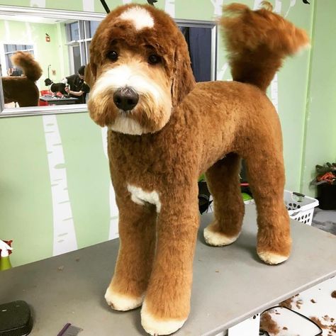 <3 Labradoodle Haircut, Golden Poodle, Labradoodle Grooming, Goldendoodle Haircuts, Creative Doodles, Goldendoodle Grooming, Hair Of The Dog, Dog Grooming Styles, Poodle Dogs