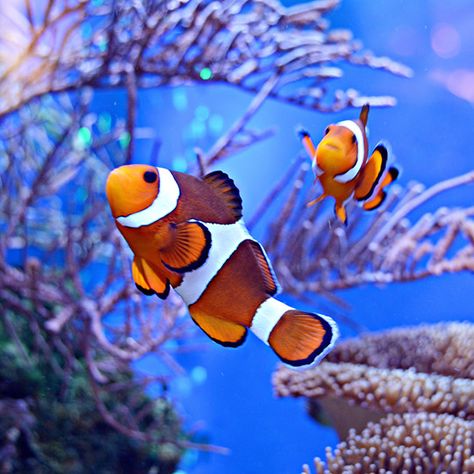 Clown fish coral reef swim dive snorkel sport sea ocean leisure tropical Tropical Sea Animals, Pictures Of Coral Reef, Coral Reef Fish Photography, Reef Fish Photography, Clown Fish Photography, Fish Coral Reef, Ocean Animal Photography, Fish Asethic, Sea Fish Photography