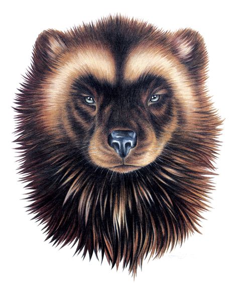 Wildlife Illustration by Stefanie Clark, via Behance Wolverine Animal Drawing, Animal Head Drawing, Inuit Clothing, Wolverine Tattoo, Wolverine Animal, Wolverine Art, Michigan Wolverines Football, Wolverines Football, Head Drawing