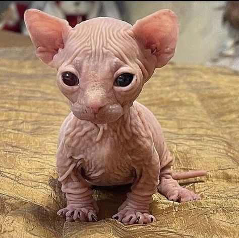 Sphynx Kittens For Sale, Hairless Kitten, Cute Hairless Cat, Sphynx Kittens, Different Eyes, Sphynx Cats, Kittens For Sale, Cute Small Animals, Silly Cats Pictures