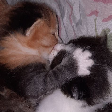 two cats matching pfp cats pfp kittens kissing. 😽 instagram: @daavpg Fox Matching Pfp, Matching Pfps Cats, Kittens Kissing, Kissing Cats, Cats Kissing, Pfp Cats, Cats Pfp, Earth Angels, Two Cats