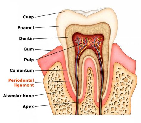 Tooth Anatomy, Dental Assistant School, English Advanced, Dental Assistant Study, Teeth Anatomy, Dentist Assistant, Dental Hygiene Student, Dental Images, Dental Hygiene School