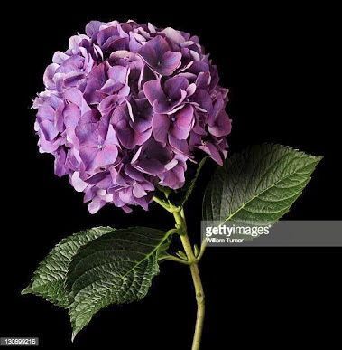 Mauve Hydrangea, Black Background Painting, Best Nature Wallpapers, Cloth Flowers, Beautiful Flowers Garden, Flower Photography, Hydrangea Flower, Flower Images, Flowers Nature