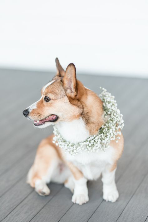 Corgi Wedding, Periwinkle Blue Wedding, Wedding Dog Collar, Wedding Flowers Peonies, Cutee Animals, Dog Flower Collar, Bridal Pictures, Wedding Pets, Boho Wedding Inspiration