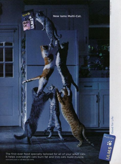 IAMS Cat Food Magazine Advertisement (2005) Pet Food Advertising, Pet Food Poster, Assignment Work, Animal Shelter Volunteer, Pet Advertising, Pet Food Packaging, Food Banner, Magazine Advertisement, Food Advertising